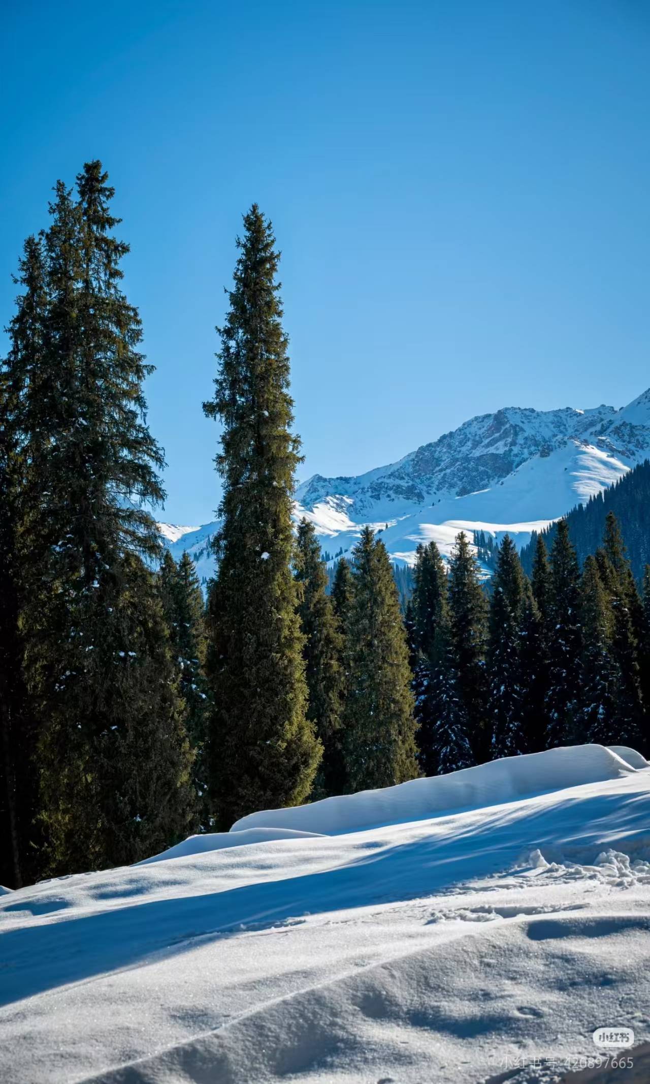 零增项｜伊犁问疆行旅行社前十强旅行社ag